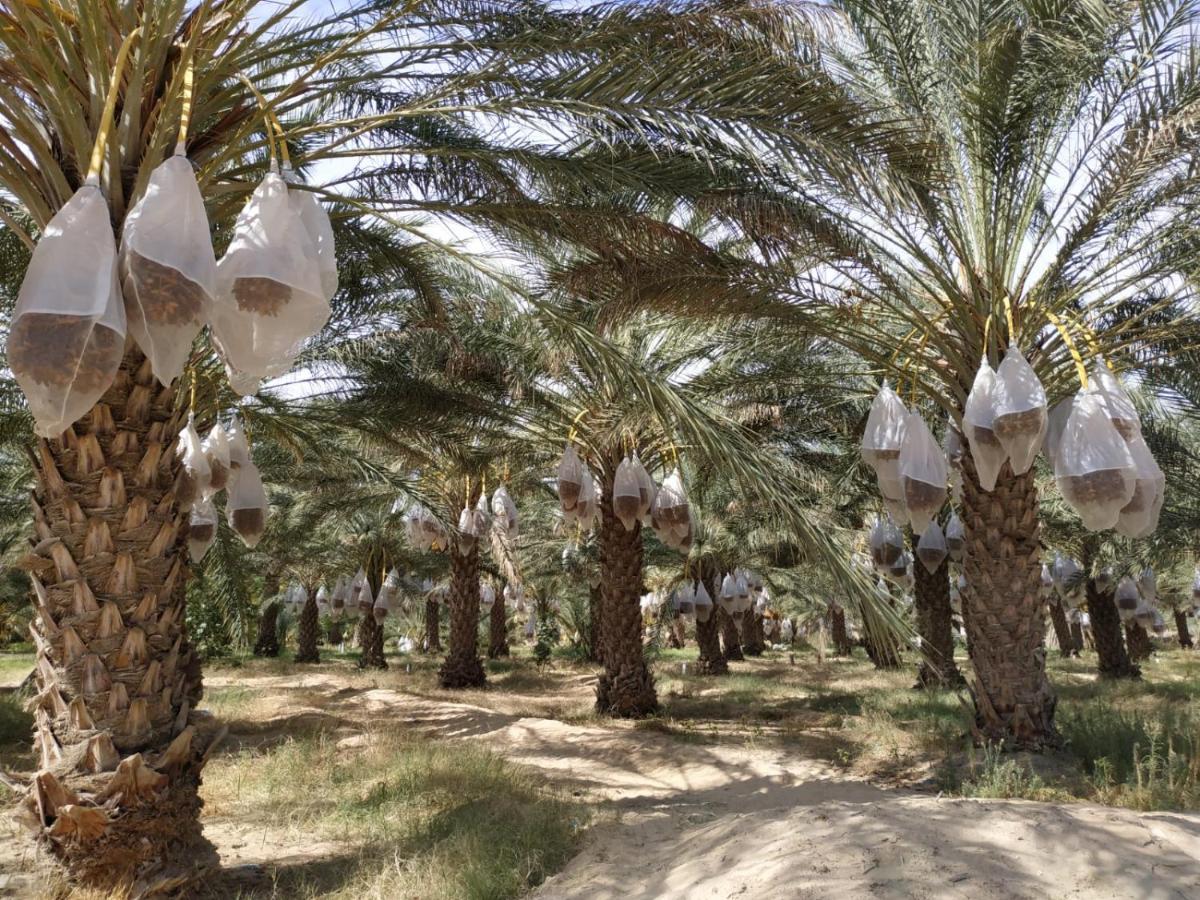 Grand Sud, La Maison De Sable Douz Eksteriør bilde
